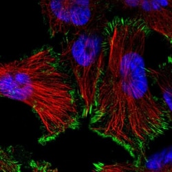 SIKE1 Antibody, Novus Biologicals 0.1mL; Unlabeled:Antibodies, Polyclonal